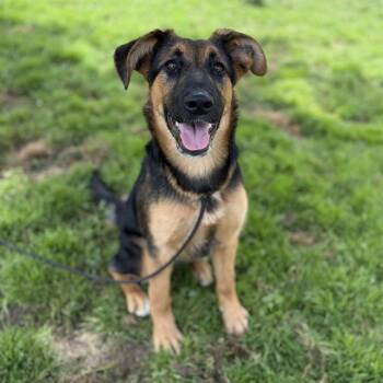 German Shepherd Dog and Mixed Breed Dogs Available for Adoption in Modesto, California - SASHA | PetCurious