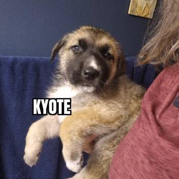 German Shepherd Dog Dogs Available for Adoption - Kyote | PetCurious