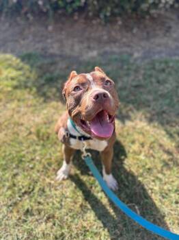Rescue Pit Bull Terrier Dogs for Adoption in Rock Hill, South Carolina - Gamora | PetCurious