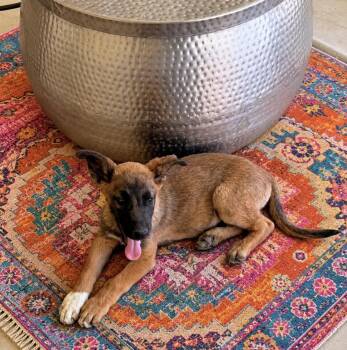 Gable -  Belgian Shepherd Malinois Dog for Adoption in Las Vegas, Nevada - Gable | PetCurious