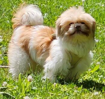 ALLYSON -  Shih Tzu Dog for Adoption in Media, Pennsylvania - ALLYSON | PetCurious