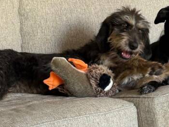Phoebe (Molly) -  Mixed Breed Dog for Adoption in Colorado Springs, Colorado - Phoebe (Molly) | PetCurious