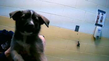 German Shepherd Dog Dogs Available for Adoption - MUFFIN | PetCurious