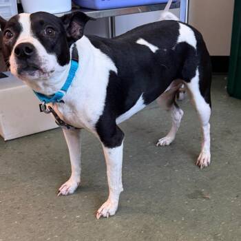 Terrier Dogs Available for Adoption in Clearwater, Florida - Rosalina | PetCurious