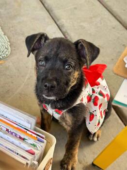 Mixed Breed Dogs Available for Adoption in Mesa, Arizona - Yoko | PetCurious