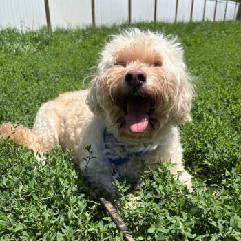 Milo -  Havanese and Cocker Spaniel Dog for Adoption in West Des Moines, Iowa - Milo | PetCurious