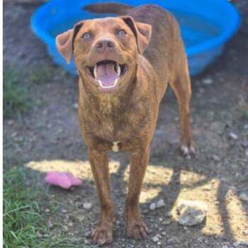 CT Buzz -  Labrador Retriever and Mixed Breed Dog for Adoption in Stormville, New York - CT Buzz | PetCurious