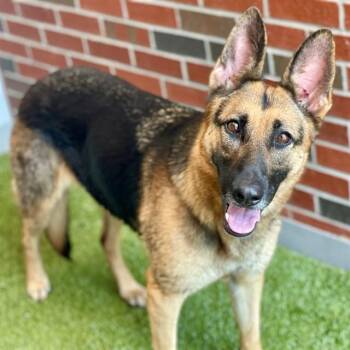 MONICA -  German Shepherd Dog Dog for Adoption in Edmond, Oklahoma - MONICA | PetCurious