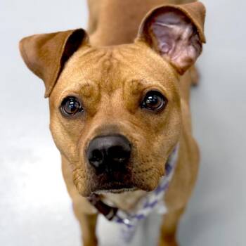 Terrier Dogs Available for Adoption in Des Moines, Iowa - Empanada | PetCurious