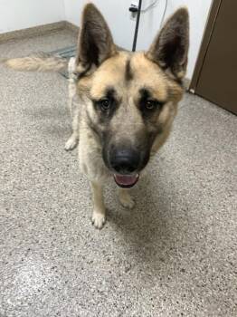 German Shepherd Dog and Siberian Husky Dogs Available for Adoption in Vancouver, Washington - Simba | PetCurious