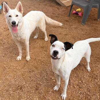 Fable KCAC #838.26 -  Husky Dog for Adoption in Kerrville, Texas - Fable KCAC #838.26 | PetCurious