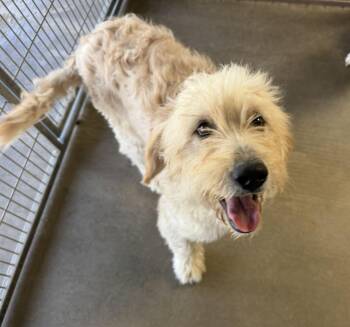 Dorian -  Goldendoodle Dog for Adoption in Canutillo, Texas - Dorian | PetCurious