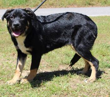 Rottweiler Dogs Available for Adoption in Prattville, Alabama - Moose 43384 | PetCurious