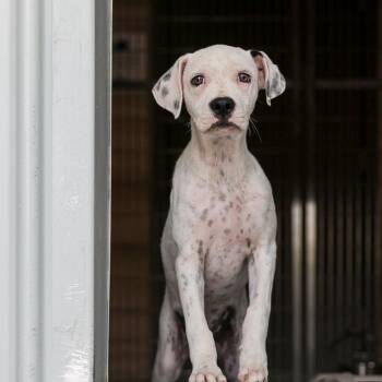 Sabrina -  Mixed Breed Dog for Adoption in Bradenton, Florida - Sabrina | PetCurious