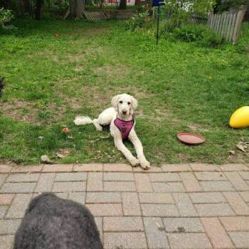 Frida -  Standard Poodle Dog for Adoption in Courtice, Ontario - Frida | PetCurious