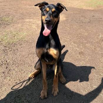 Doberman Pinscher and Mixed Breed Dogs Available for Adoption in Riverside, California - Buckaroo | PetCurious