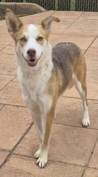 Australian Shepherd and Siberian Husky Dogs Available for Adoption in Shreveport, Louisiana - Macaroon | PetCurious
