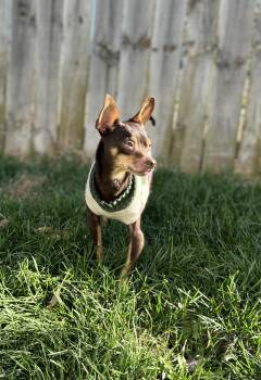 Rescue Chihuahua Dogs for Adoption in Lexington, Kentucky - Jet | PetCurious