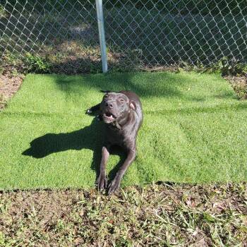Finn -  Mixed Breed Dog for Adoption in Lake Panasoffkee, Florida - Finn | PetCurious