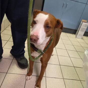 Mixed Breed Dogs Available for Adoption - Molly | PetCurious