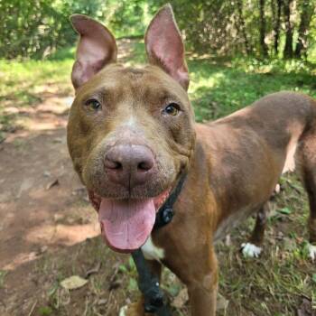 Omelette -  Pit Bull Terrier Dog for Adoption in York, Pennsylvania - Omelette | PetCurious