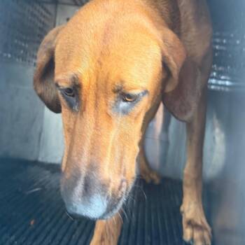 Daisy -  Coonhound Dog for Adoption in Birmingham, Alabama - Daisy | PetCurious