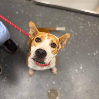 French Fry -  Mixed Breed Dog for Adoption in Columbiana, Alabama - French Fry | PetCurious