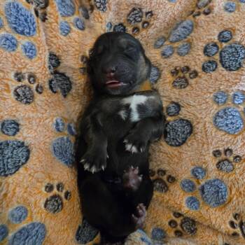 Sofrito -  Shepherd and Mixed Breed Dog for Adoption in Chandler, Arizona - Sofrito | PetCurious