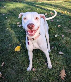 Rescue Pit Bull Terrier Dogs for Adoption in Detroit, Michigan - Lacey | PetCurious