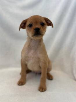 Pug and Shih Tzu Dogs Available for Adoption in Forney, Texas - SAMWISE | PetCurious