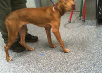 A1270251 -  Pit Bull Terrier Dog for Adoption in Charlotte, North Carolina - A1270251 | PetCurious
