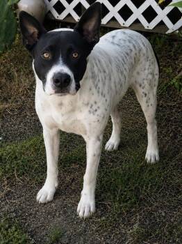 Snoopy -  Australian Cattle Dog Blue Heeler Dog for Adoption in Friendswood, Texas - Snoopy | PetCurious