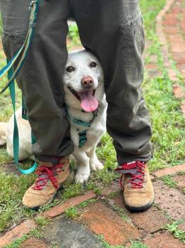 Rescue Jindo and Mixed Breed Dogs for Adoption in Sunderland, Ontario - Buddy | PetCurious