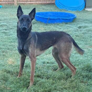 Macy -  Belgian Shepherd Malinois Dog for Adoption in Tulsa, Oklahoma - Macy | PetCurious