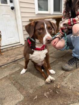 Pointer and Labrador Retriever Dogs Available for Adoption - AC - Sally Aka Spunky Sully | PetCurious