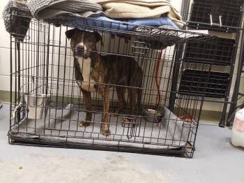 Rescue Pit Bull Terrier Dogs for Adoption in Winder, Georgia - 2025-11-106 | PetCurious