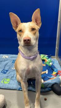 Husky and Pit Bull Terrier Dogs Available for Adoption in Kalamazoo, Michigan - Hera | PetCurious