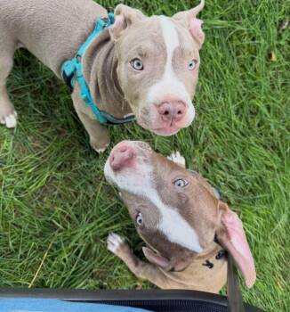 Star Wars Litter -  Pit Bull Terrier Dog for Adoption in Detroit, Michigan - Star Wars Litter | PetCurious