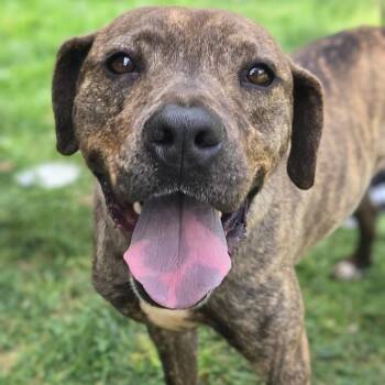 Gain -  Hound Dog for Adoption in Shelby, North Carolina - Gain | PetCurious
