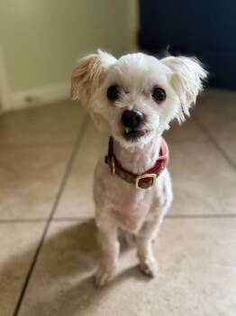 Amelio -  Maltese Dog for Adoption in Millcreek, Utah - Amelio | PetCurious
