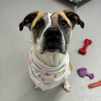 CoCo -  Pit Bull Terrier Dog for Adoption in Milan, Illinois - CoCo | PetCurious