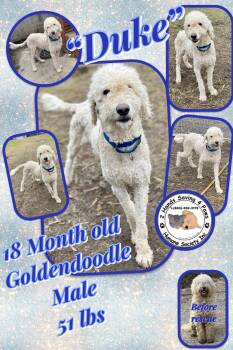 Rescue Goldendoodle Dogs for Adoption in Thomson, Georgia - Duke | PetCurious