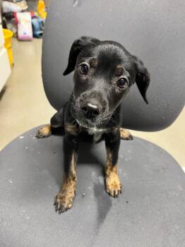 Cookie -  Terrier Dog for Adoption in Hopkinsville, Kentucky - Cookie | PetCurious