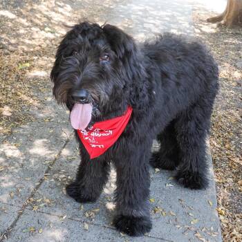 ARIES -  Standard Poodle and Mixed Breed Dog for Adoption in Richmond, California - ARIES | PetCurious