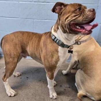 Mufasa -  Bulldog Dog for Adoption in Green Valley, Arizona - Mufasa | PetCurious