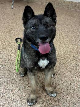 Siberian Husky and Akita Dogs Available for Adoption in Springfield, Massachusetts - THEO | PetCurious