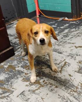 Bonnie #157 -  Beagle Dog for Adoption in New Lexington, Ohio - Bonnie #157 | PetCurious