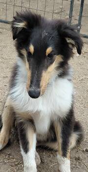 Bear -  Collie Dog for Sale in Creston, California - Bear | PetCurious
