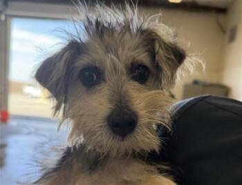 PEPPER -  Terrier Dog for Adoption in Riverside, California - PEPPER | PetCurious