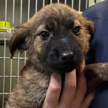 Mixed Breed Dogs Available for Adoption - Maverick | PetCurious